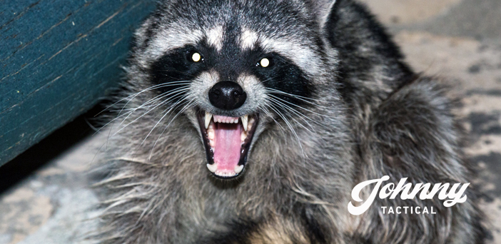 Discretion And The Death Of A Trash Panda
